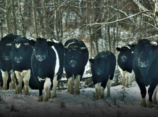 Особливості життя здичавілих корів у Чорнобильській зоні фото