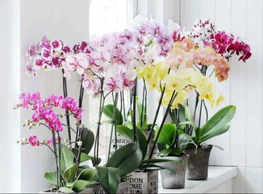 Секрети копійчаного добрива для орхідей: Ростуть як на дріжджах! фото