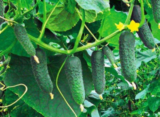 Коли сіяти огірки у 2026 році щоб отримати сильні сходи і щедрий урожай фото