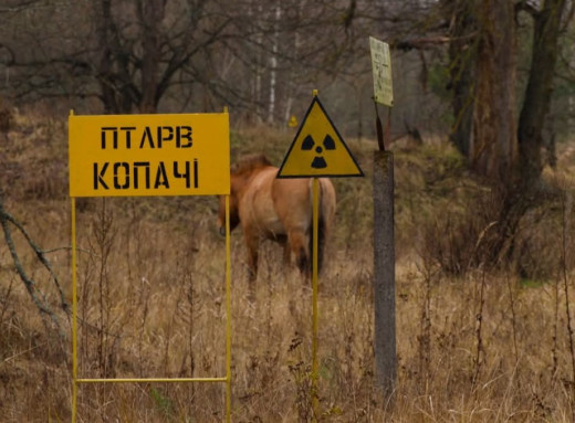 Унікальне фото з Чорнобильської зони в одному кадрі показали могильник відходів і коня Пржевальського фото
