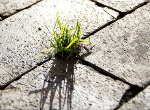 Чим знищити бур’яни, які проросли між тротуарною плиткою: трави не буде до 3 років! фото