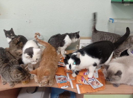 Котики стаціонару у Славутичі дякують благодійниці та чекають на нові родини фото