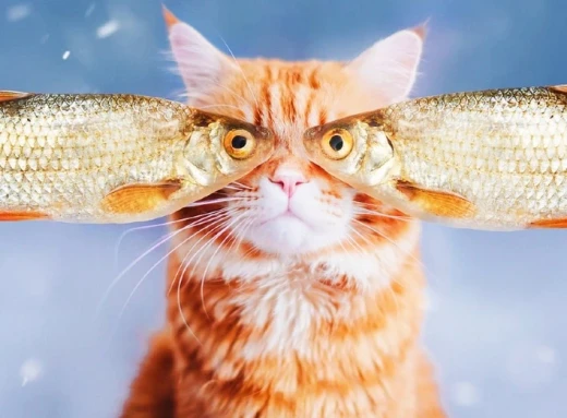 Коти і риба: Корисні поради щодо годування ваших пухнатих друзів фото