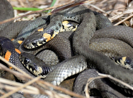 Як зимують вужі у Чорнобильському заповіднику фото