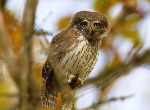 У Чорнобильському заповіднику показали найменшу сову України — сичика-горобця фото