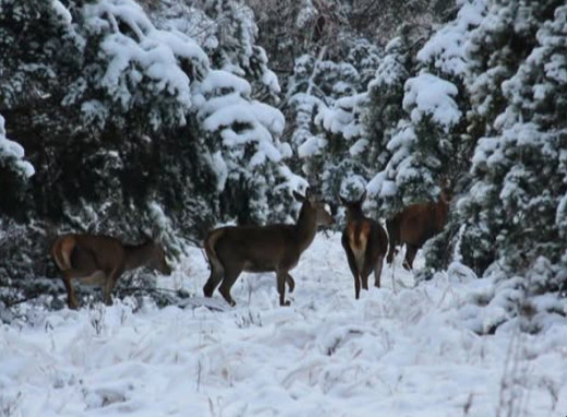 Олені стали справжніми зірками зими у Чорнобильському заповіднику фото