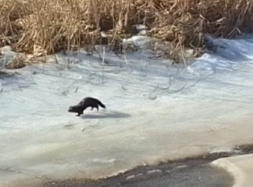 У Чорнобильській зоні помітили американську норку: чим вона небезпечна для природи фото