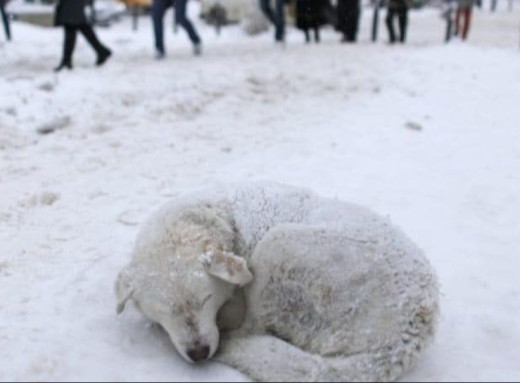 Морози загрожують тваринам: у МВС закликали впускати безпритульних у тепло і перевіряти авто перед поїздкою фото