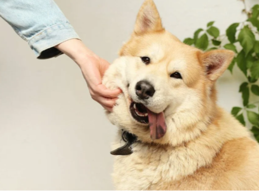 Чому розмір собаки не має значення і як обрати улюбленця під свій спосіб життя фото