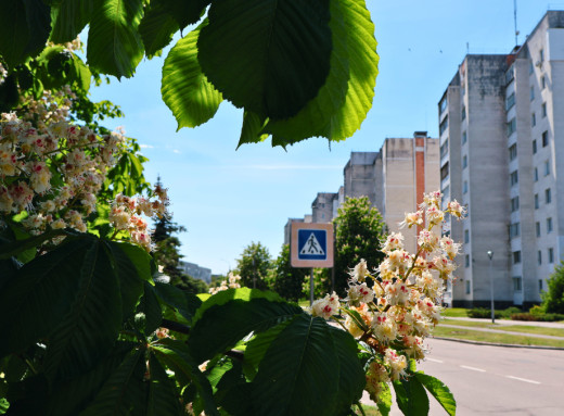 У Славутичі квітнуть каштани: колючі легенди про війну й кохання фото У Славутичі квітнуть каштани: колючі легенди про війну й кохання фото
