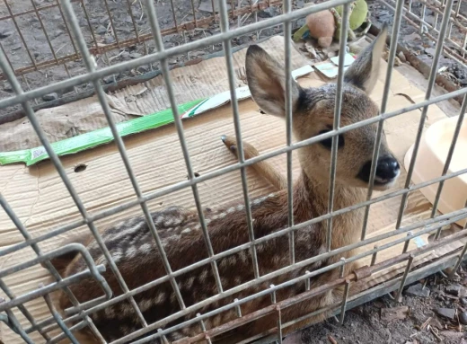 На Чернігівщині зооволонтери врятували поранену косулю фото