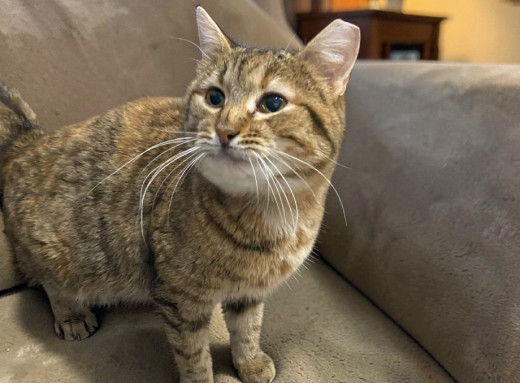 Іриска шукає дім: у Славутичі віддають ніжну кішку з карамельним забарвленням фото