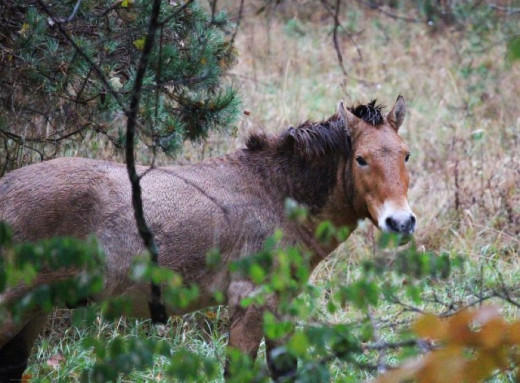 Золотавий кінь серед дощової тиші: осінній кадр із Чорнобильського заповідника вразив мережу фото