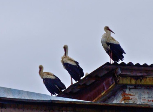 У Чорнобилі вперше за 20 років знову помітили білих лелек у центрі міста фото