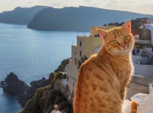 Грецький острів шукає доглядача за котами і пропонує житло та сніданки фото