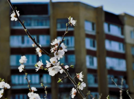 Весняний Славутич: Квітучі крила міста білого янгола фото