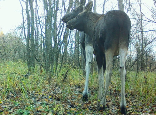 У Чорнобильському заповіднику фотопастка спіймала кумедну загадку з лосів фото