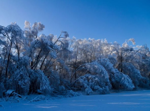 Зимова тиша і білосніжні пейзажі Чорнобильського заповідника на нових світлинах фото