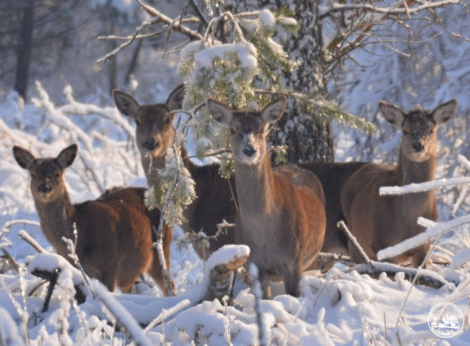 Зимові мешканці Чорнобильського заповідника потрапили в об'єктив фотопастки фото