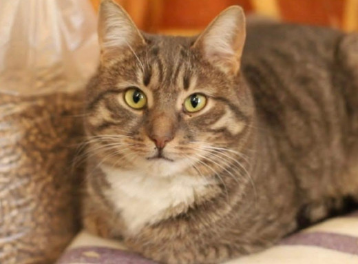 У Славутичі котик Йося шукає дім і свою людину фото