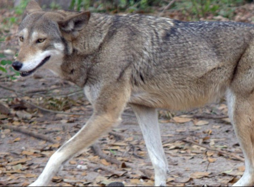 На Оболоні у Києві жінка тримала в квартирі вовка, який напав на неї фото