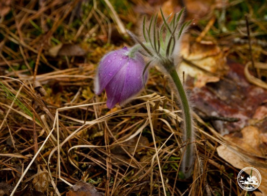 Легенда про сон-траву у Чорнобилі і чому цю квітку не можна зривати фото