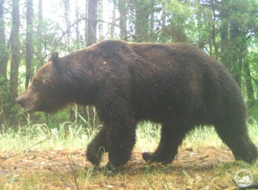 Світлини, що вражають: Бурі ведмеді Чорнобиля фото