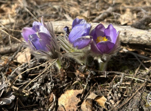 У Чорнобильському заповіднику нагадали про рідкісну сон-траву фото