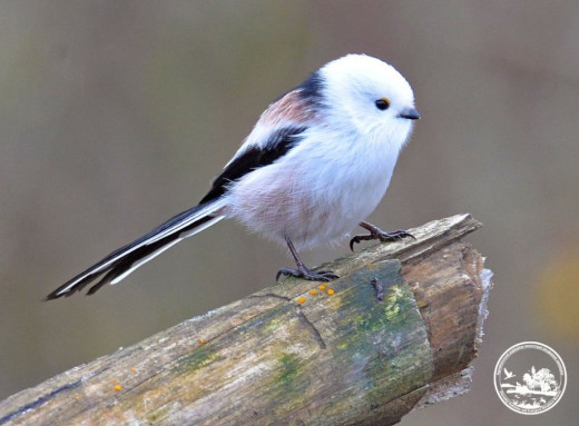 Таємниця чорнобильських зграй: що довгохвості синиці роблять восени у зоні фото