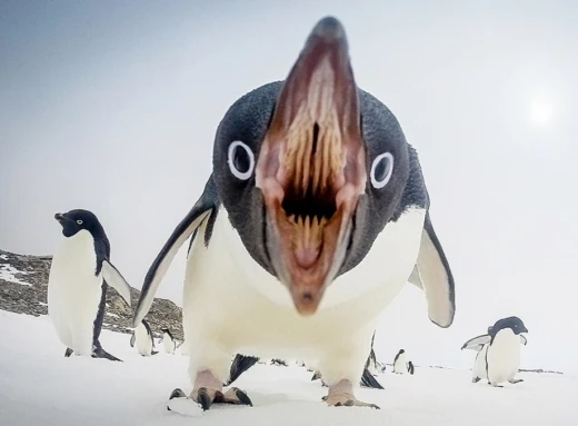 Рекордне фінансування: Уряд виділив 11,6 млн доларів на дослідження пінгвінів фото