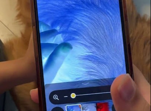 iPhone може допомогти швидше помітити кліщів і бліх на домашніх улюбленцях фото