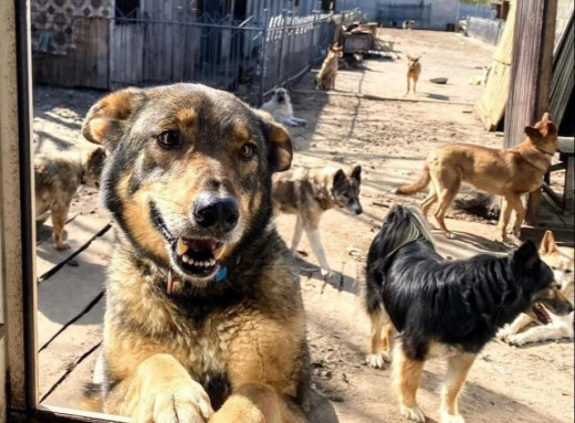 У притулку Славутича запрошують на прогулянки з собаками просто неба фото