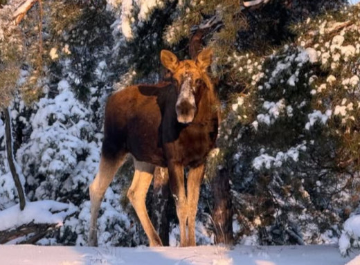 У Чорнобильському заповіднику лосі часто з’являються поблизу Прип’яті та Чорнобиля фото