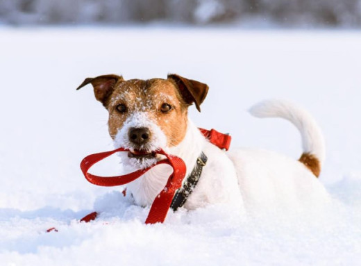 Патрульна поліція нагадала про правила вигулу тварин у громадських місцях фото