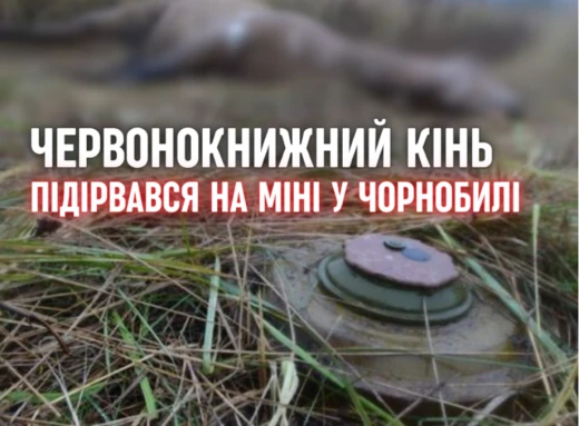 У Чорнобильській зоні на міні підірвався дикий кінь Пржевальського фото