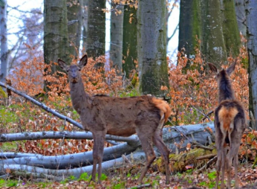 Осінній ліс Чорнобильського заповідника: олені готуються до зими фото Осінній ліс Чорнобильського заповідника: олені готуються до зими фото