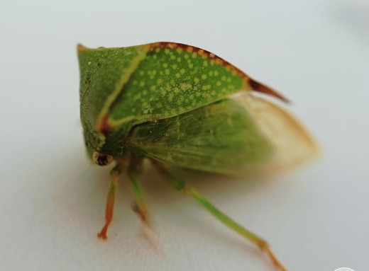 Горбатка-бізон: американський прибулець, що оселився у Чорнобильському заповіднику фото