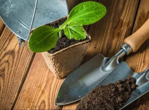 4 овочі, які варто висівати зараз для ідеального урожаю весною фото