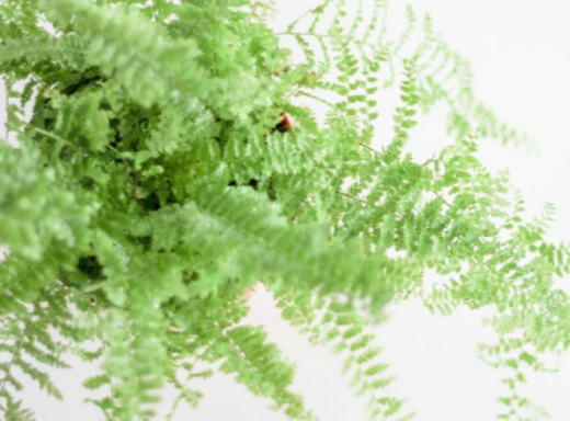 П’ять кімнатних рослин, які зменшують вологість і допомагають боротися з цвіллюм фото