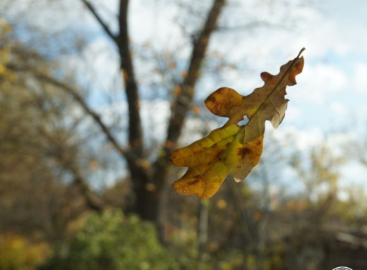 Осінь у Чорнобильському заповіднику: тиша, барви та відродження природи фото