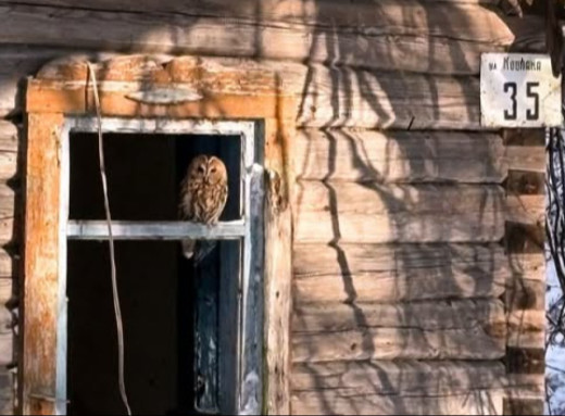 Сіра сова оселилася у покинутому будинку в Чорнобильському заповіднику фото