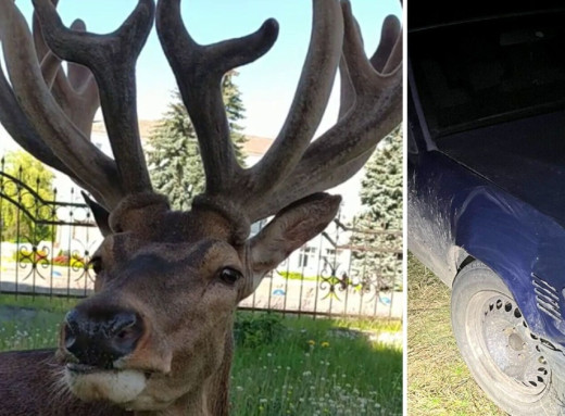 На Рівненщині збили оленя Бориса: поліція розшукала водійку, яка втекла з місця ДТП фото