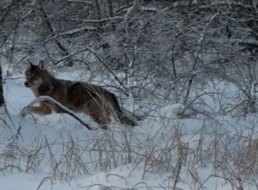 Загадковий вовк у Чорнобильській зоні: заповідник показав рідкісний кадр з дороги на роботу фото