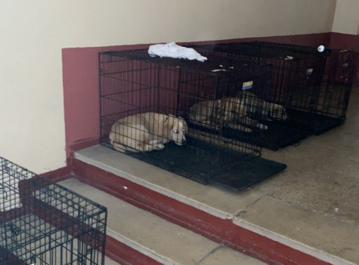 У Славутичі до міського притулку потрапили ще п’ятеро цуценят: їм шукають родини фото