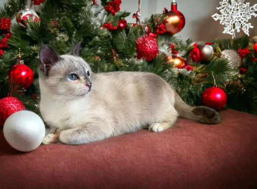 Тайська кішка Крісті шукає родину у Славутичі фото