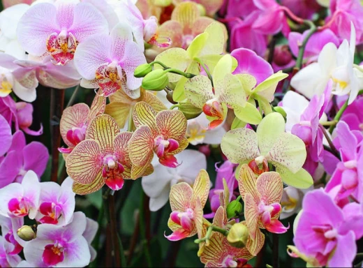 Орхідеї будуть квітнути завжди: прості рецепти для стимулювання цвітіння фото