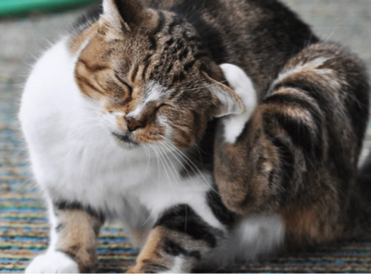 Як часто і правильно обробляти кота від бліх, щоб захист справді працював фото