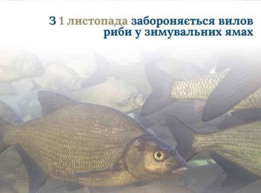 З листопада в Україні стартує сезонна заборона на вилов риби: нові правила для рибалок фото