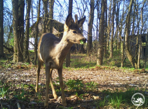 У Чорнобильському заповіднику біля покинутих хат знову помітили сарну європейську фото