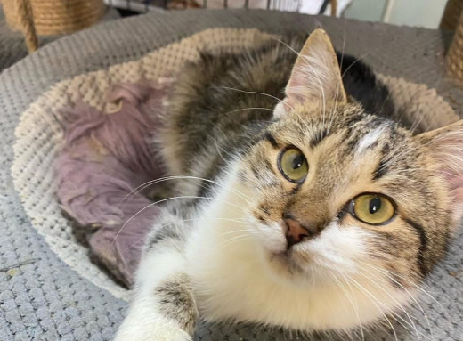 У Славутичі шукають родину для 7-місячного котика Мілана фото